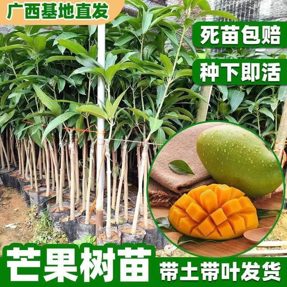 广西芒果树苗嫁接金煌贵妃四季芒果苗树盆栽矮化庭院阳台当年结果