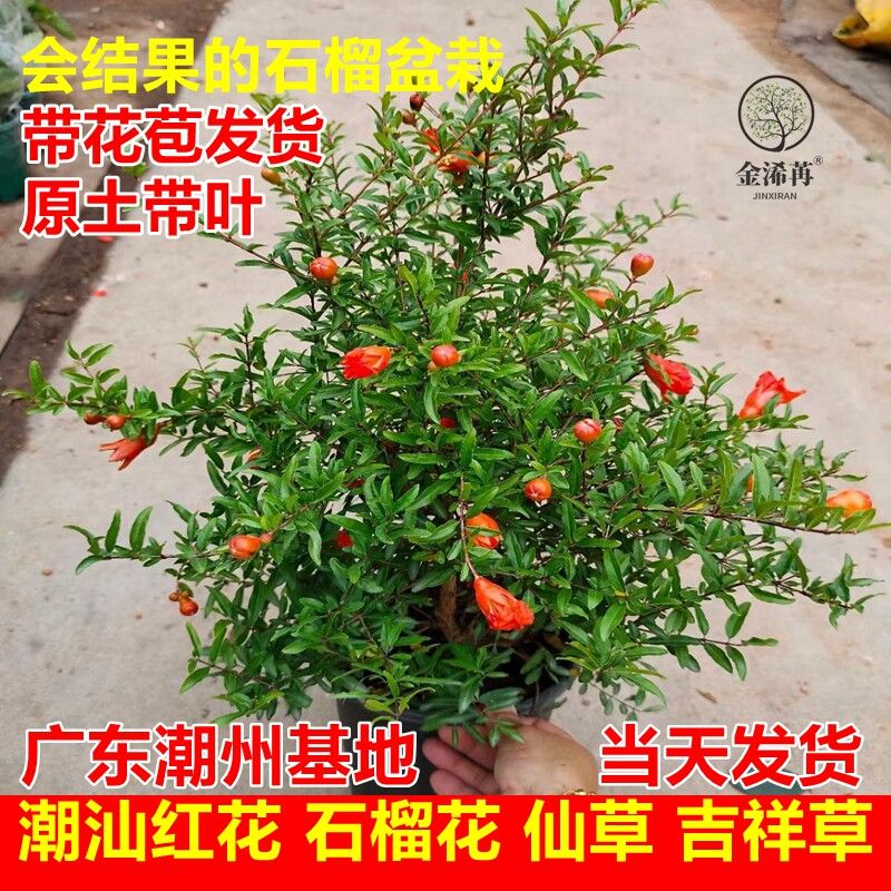 潮汕红花石榴花仙草盆栽抹草苗春草吉祥草仙草花母家居喜庆事婚嫁