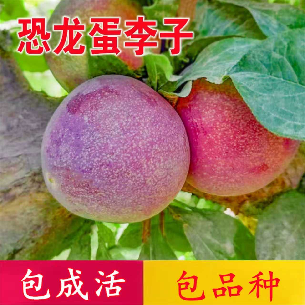 恐龙蛋李子树苗新疆嫁接新品种矮化脆南北方特大盆栽耐寒当年结果