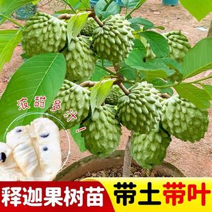 释迦果苗树带果台湾凤梨嫁接果树果苗榴莲庭院南方种植盆栽地栽苗