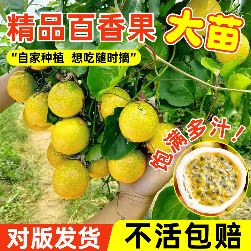 百香果苗30天结果黄金百香果树苗嫁接苗四季南方当年结果阳台盆栽