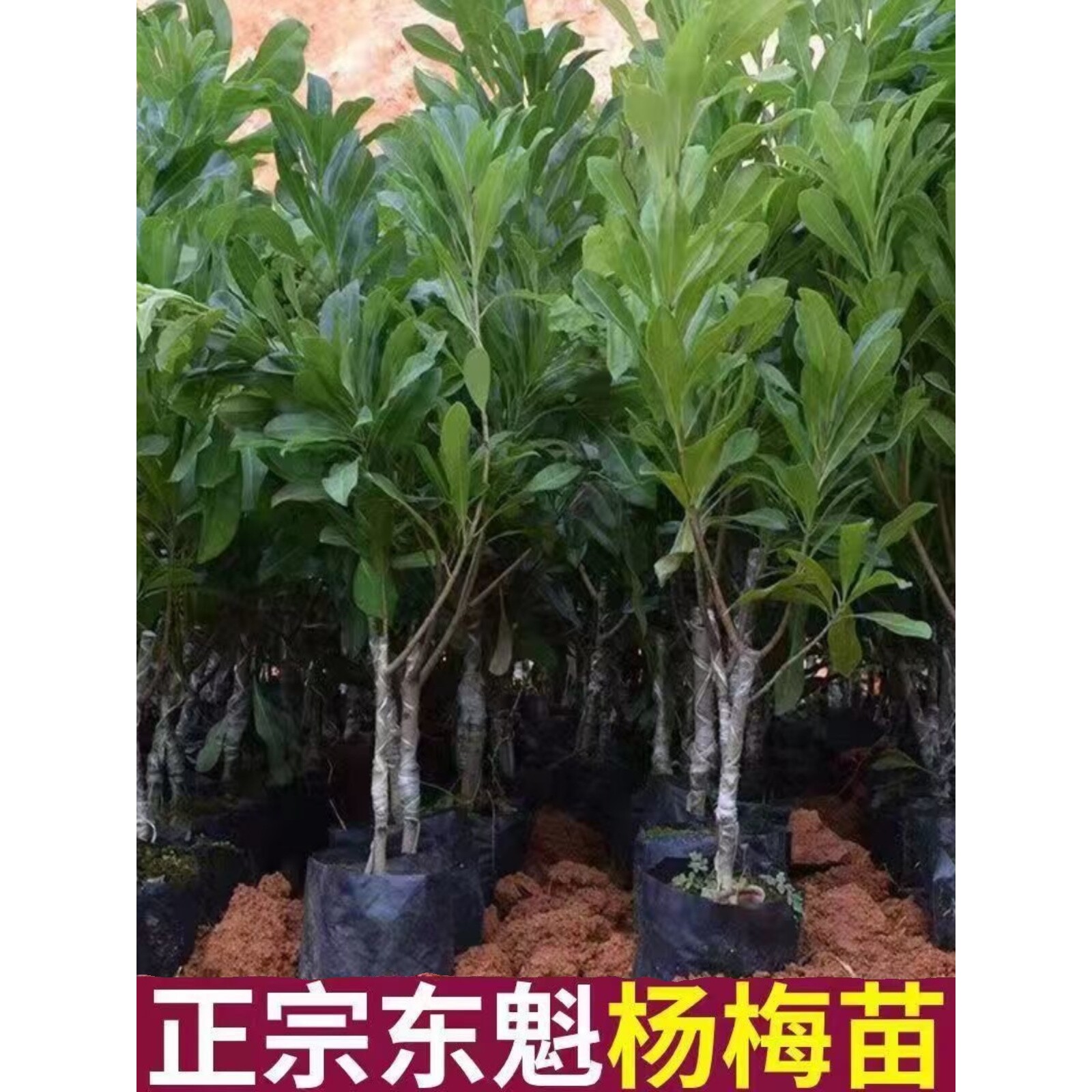 黑炭东魁杨梅果树苗正宗嫁接杨梅苗晚熟早熟南方北方种植当年结果