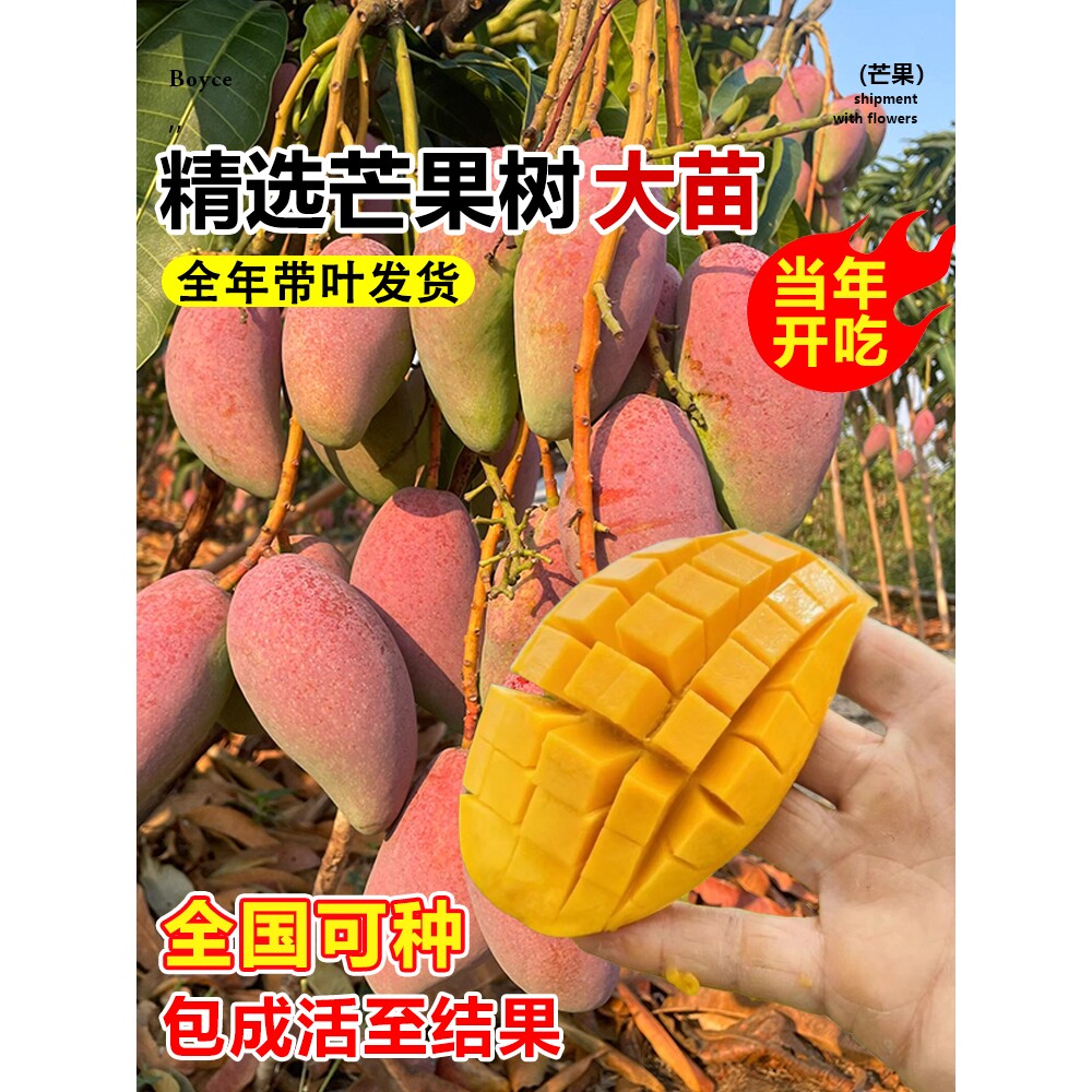 芒果苗树嫁接金煌芒四季全国可种红贵妃当年结果庭院阳台盆栽好养