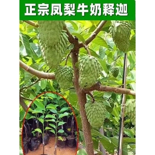 释迦果苗嫁接台湾凤梨释迦苗特大牛奶释迦番荔枝林檎南北方果树苗