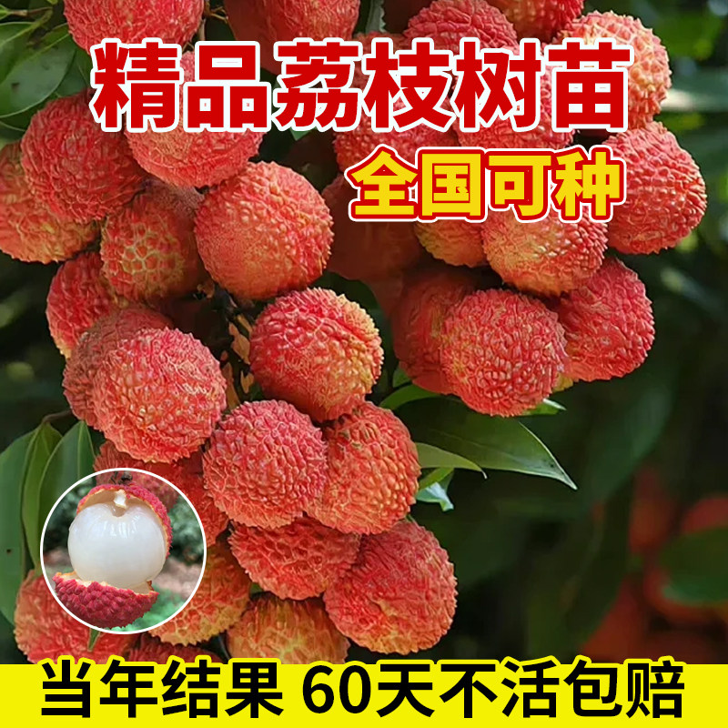 荔枝树苖无核桂味果树盆栽妃子笑嫁接水果树苗糯米糍果苗当年结果
