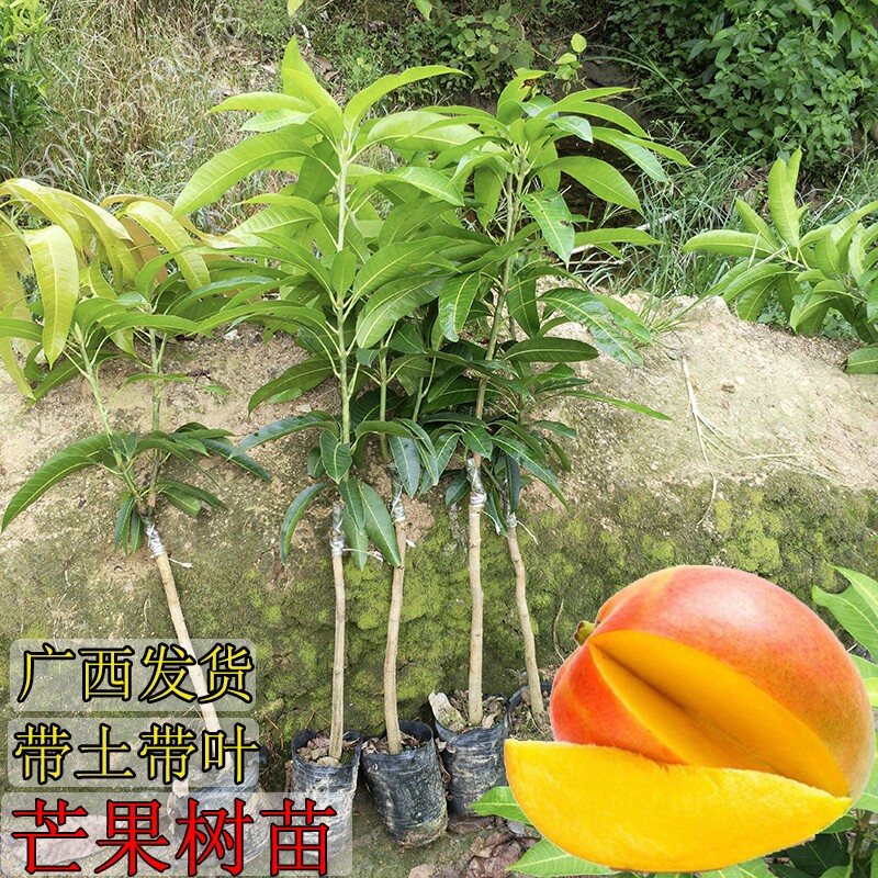 芒果树苗桂七芒金煌芒红贵妃澳芒台农芒四季蜜芒嫁接苗带土带叶发