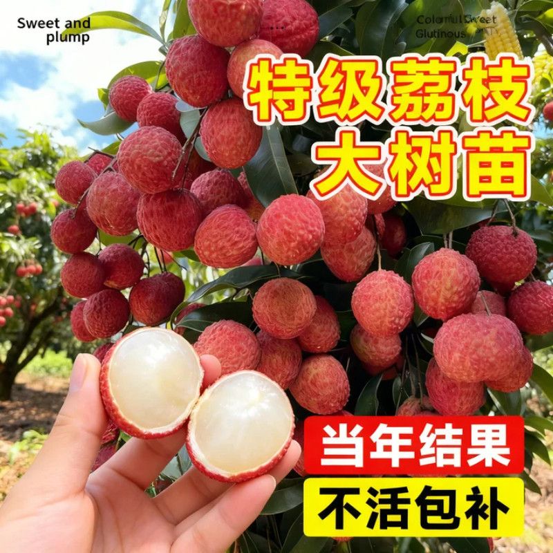 无核荔枝树苗妃子笑桂味糯米糍嫁接果苗盆栽庭院种植当年结果果树