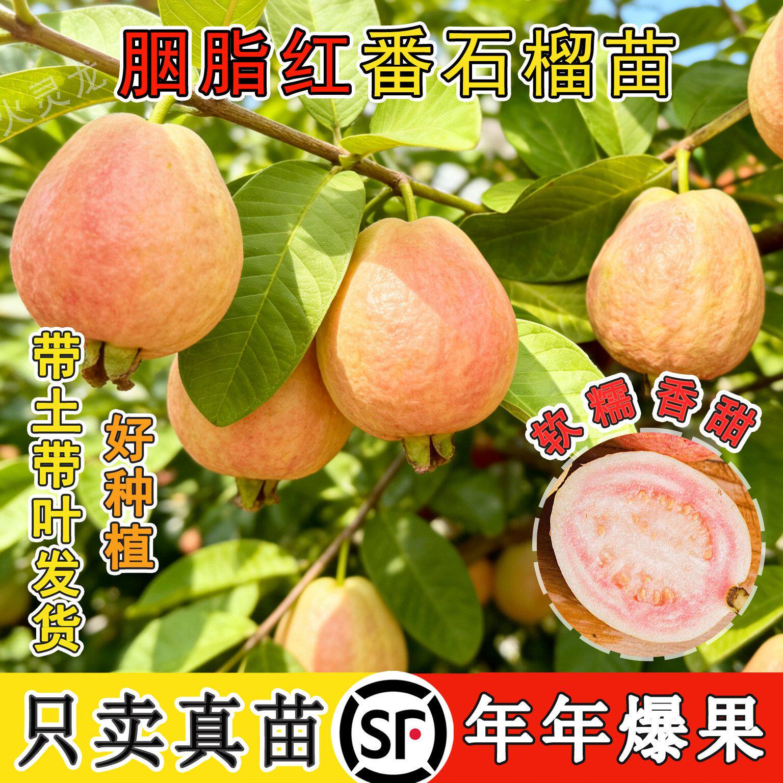 番石榴树果苗红宝石芭乐树苗南方种植盆栽地栽四季果树当年结果