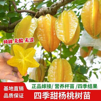 广西甜杨桃树苗清甜无杂味嫁接正宗品种四季结果易活庭院别墅种植