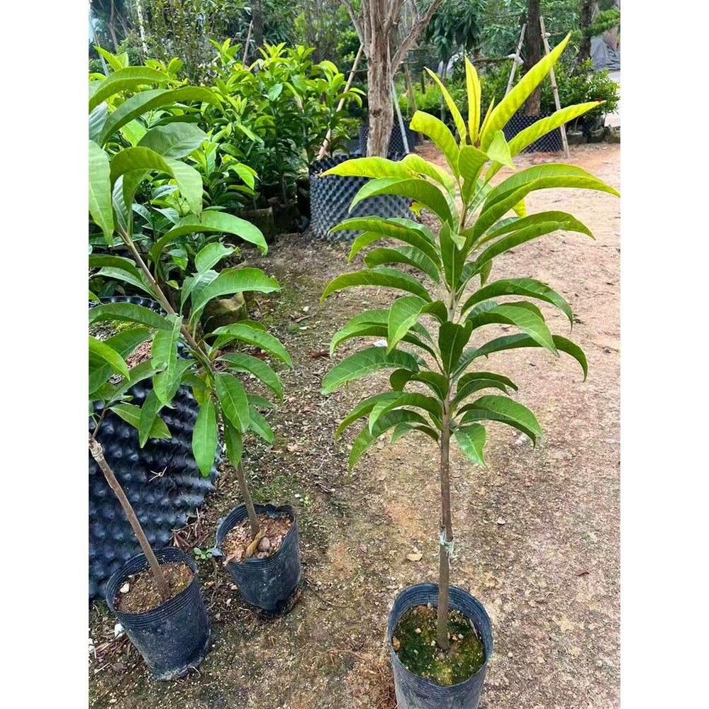 正宗木瓜仙桃湿包耀堂鸡蛋果新贵果树南北方种植四季可种当年结果