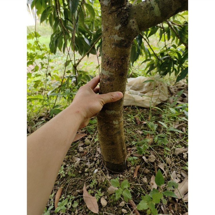 荔枝大树苗妃子笑桂味荔枝树桩带土带叶庭院种植无核荔枝矮化苗