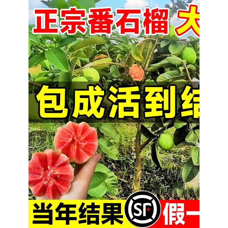 番石榴树苗芭乐红心果树果苗嫁接南北方种植庭院盆栽地栽四季果树