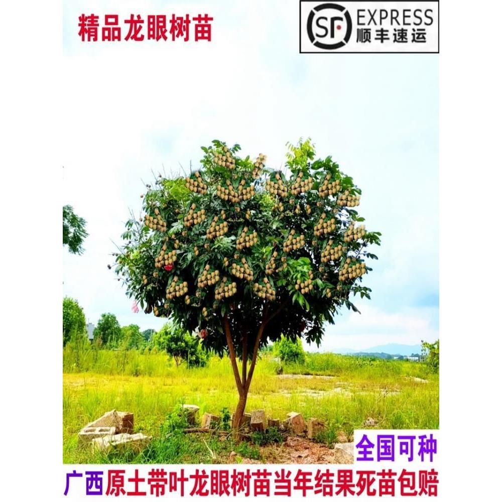 龙眼树苖嫁接盆栽水果树苗储良桂圆石硖南方四季种植地栽当年结果