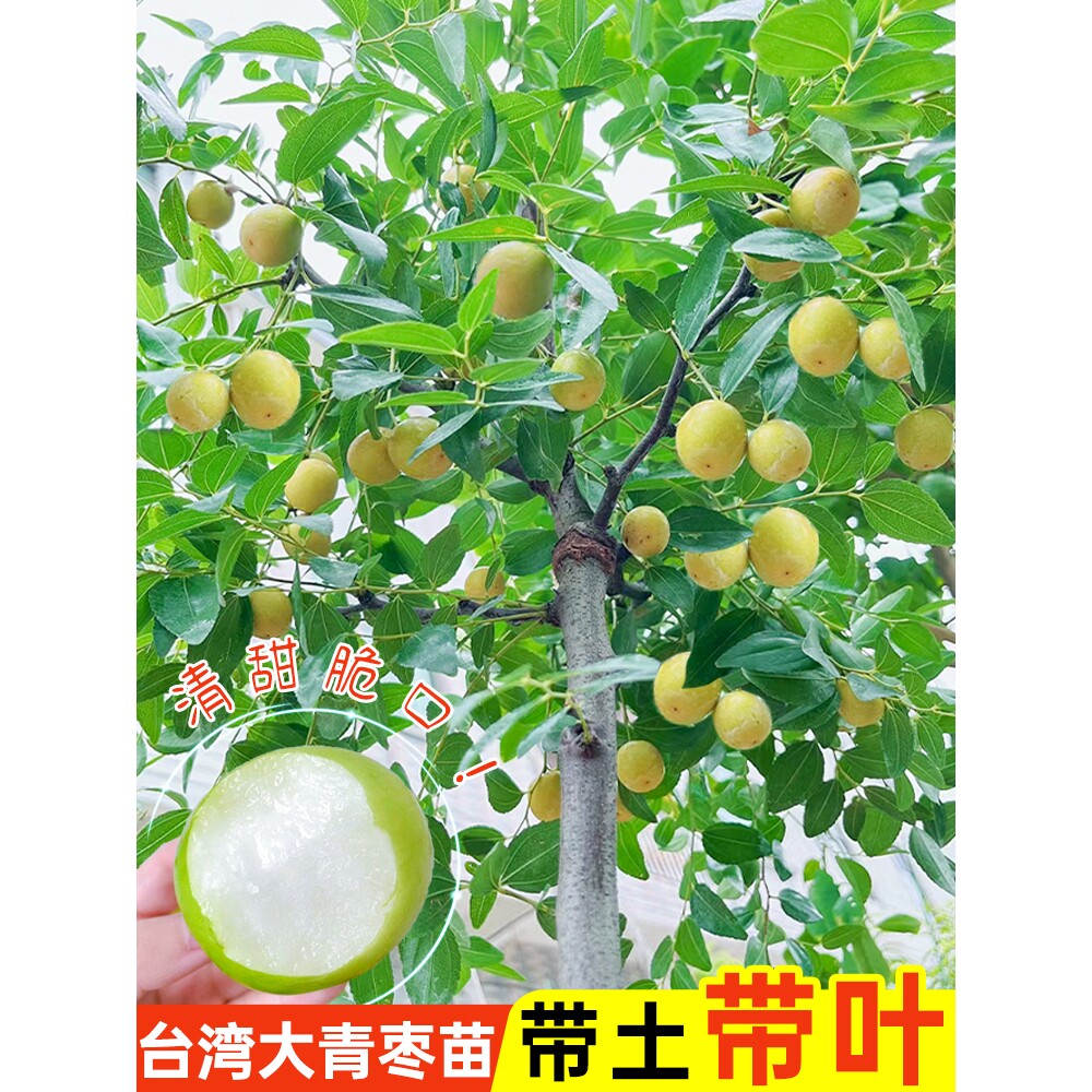 台湾大青枣树苗嫁接高产牛奶大青枣苗大果超甜果树苗南方北方耐寒