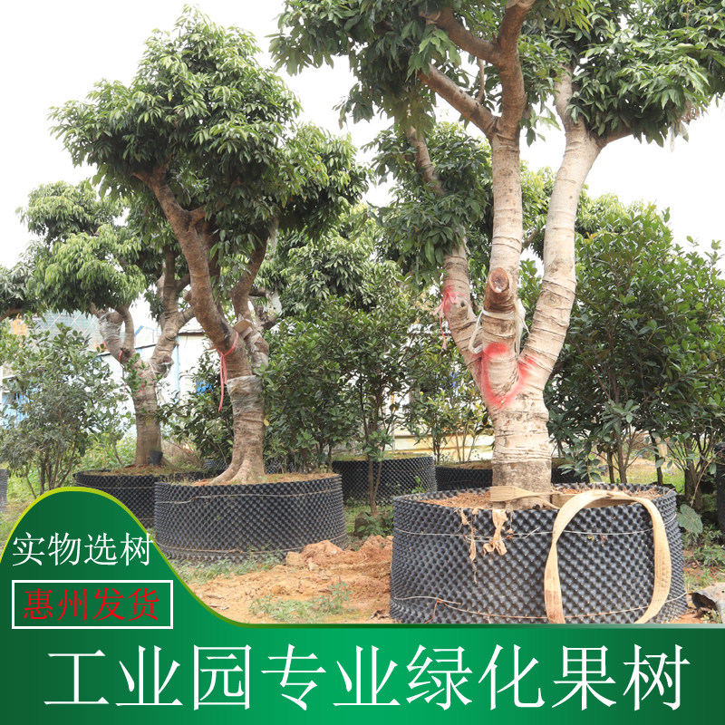 工业园区绿化树桂味荔枝果树苗别墅庭院种植广东深圳惠州荔枝大树
