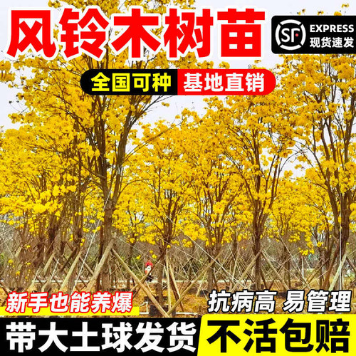 黄花风铃木树苗大树紫花盆栽别墅庭院行道四季名贵风景树绿化植物