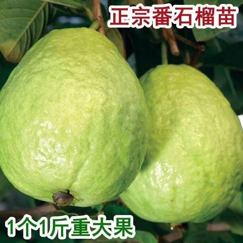 番石榴树苗盆栽带果台湾西瓜芭乐果树苗阳台庭院地栽果树石榴树苗