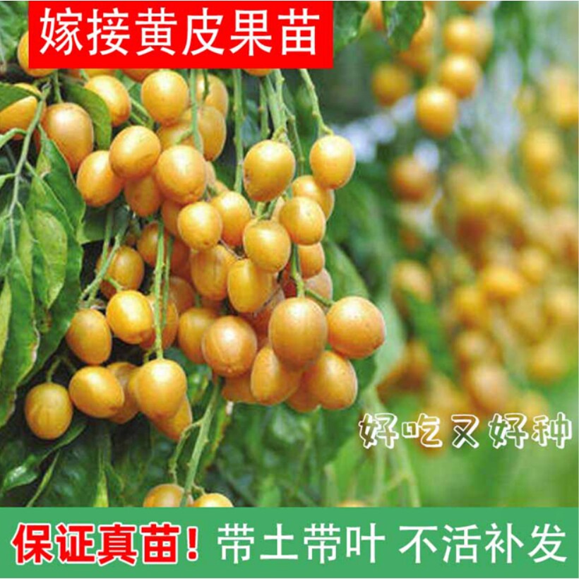 黄皮果树果树嫁接大鸡心黄皮树南方盆栽果树树带泥带叶四季可种植