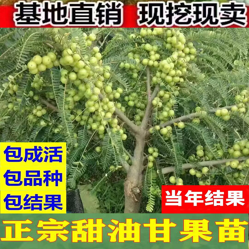 改良南北种植嫁接油甘果苗崩坎狮头特级柿饼甜油甘果树苗四季结果