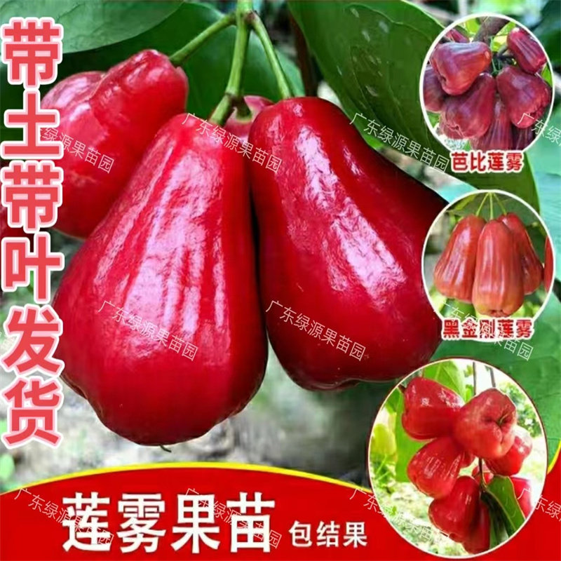 莲雾树苗嫁接黑糖芭比黑金刚大叶红果苗庭院室外南方四季盆栽地栽
