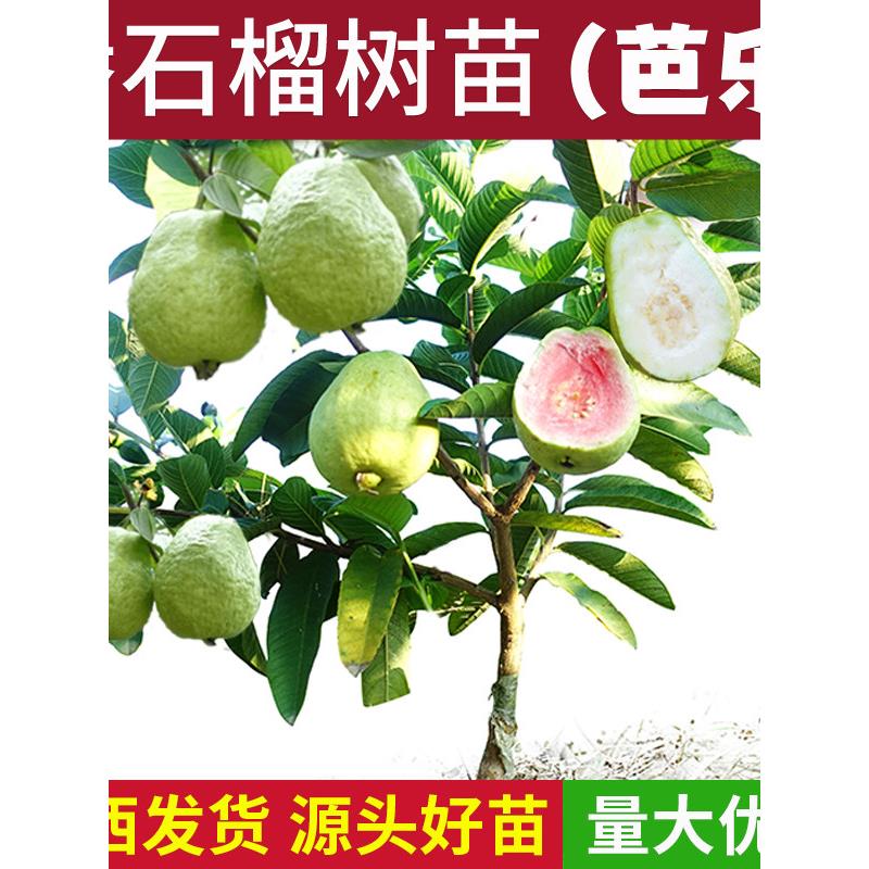番石榴树苗芭乐嫁接四季台湾珍珠白心红心红宝石芭乐苗树南方种植