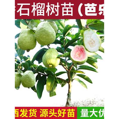 番石榴树苗芭乐嫁接四季台湾珍珠白心红心红宝石芭乐苗树南方种植