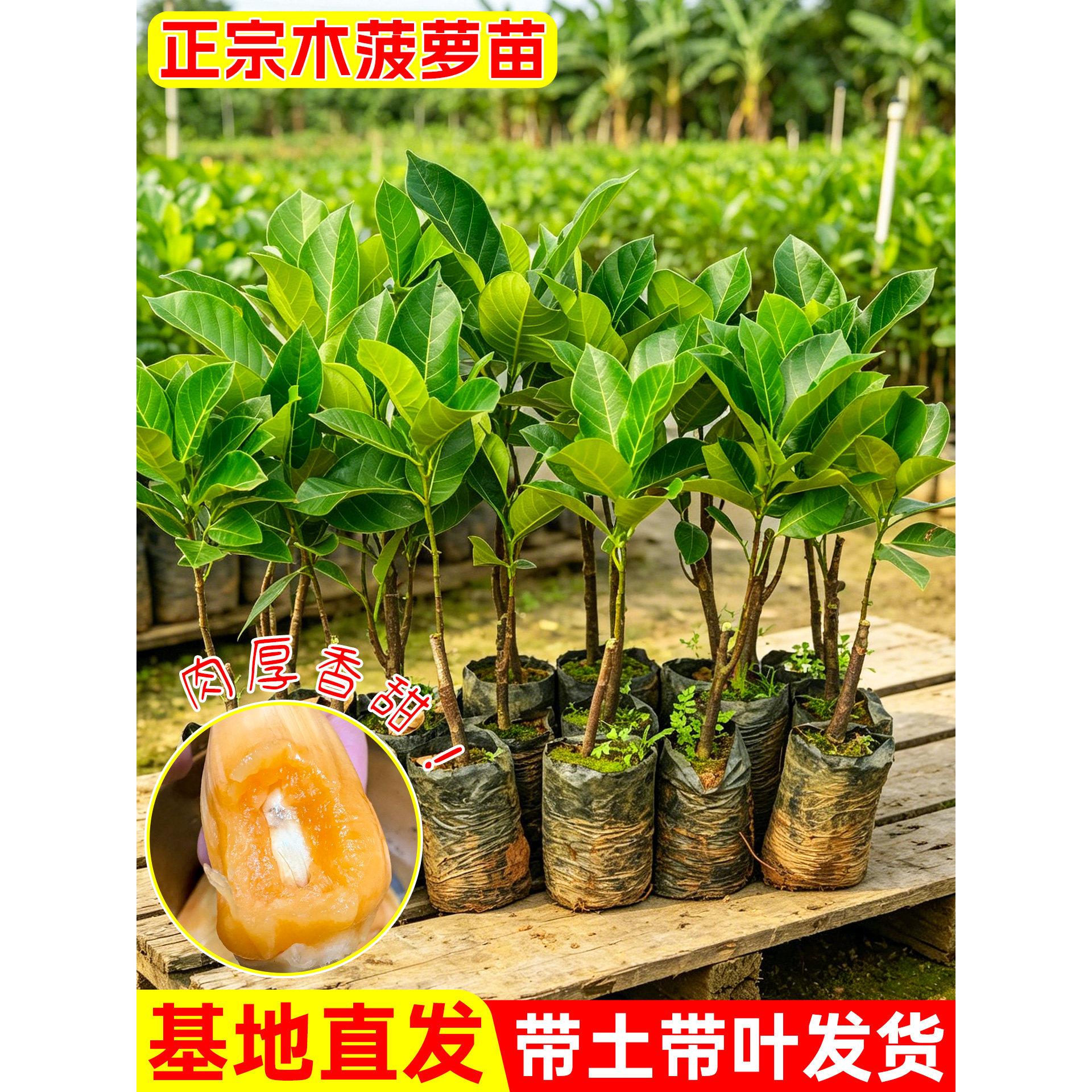 木菠萝苗泰国8号菠萝蜜树苗12号红肉四季黄肉榴莲蜜盆栽室外庭院