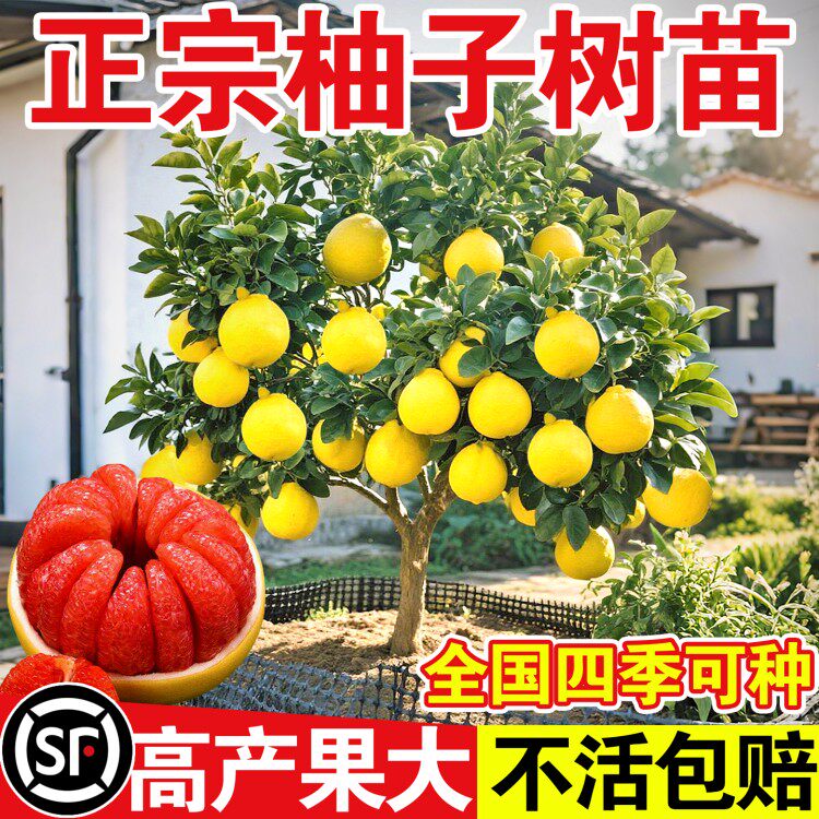 红心蜜柚子树苗南方种植当年结果青柚子盆栽嫁接特大地栽果树苗