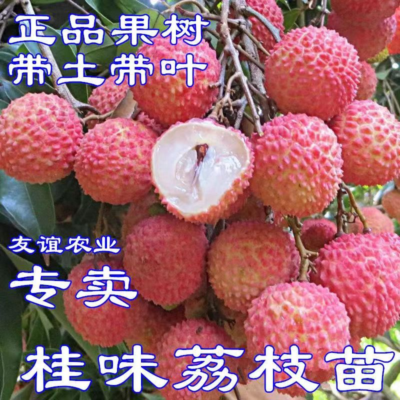 桂味荔枝树苗嫁接无核妃子笑仙进奉大苗盆栽庭院广西南方果树苗木