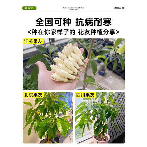 白兰花大树苗带花苞矮化玉兰花老桩盆栽紫黄角黄果兰花卉绿植植物