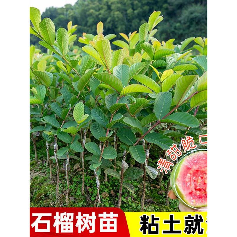正宗番石榴树苗高产嫁接盆栽地栽带土带叶红心芭乐珍珠芭乐包成活