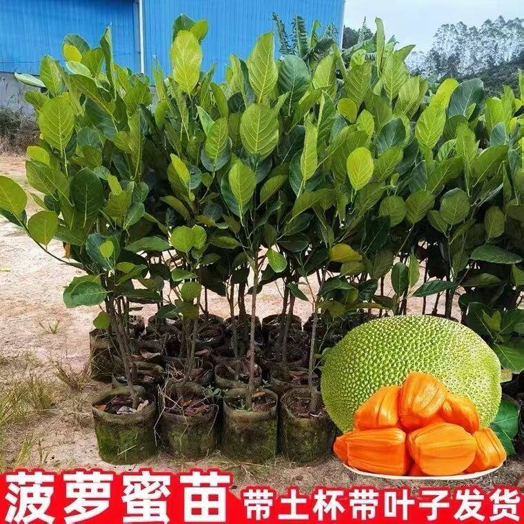 正宗黄肉菠萝蜜树苗嫁接苗红肉菠萝嫁接苗南方庭院四季盆栽地栽
