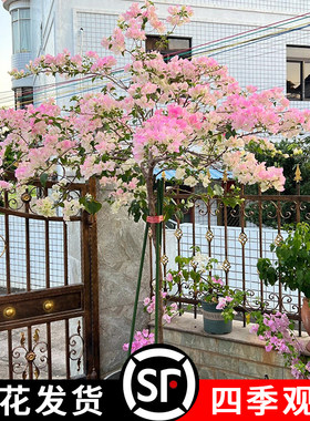 【顺丰】带花三角梅盆栽四季开花绿樱三角梅广红樱三角梅爬藤植物