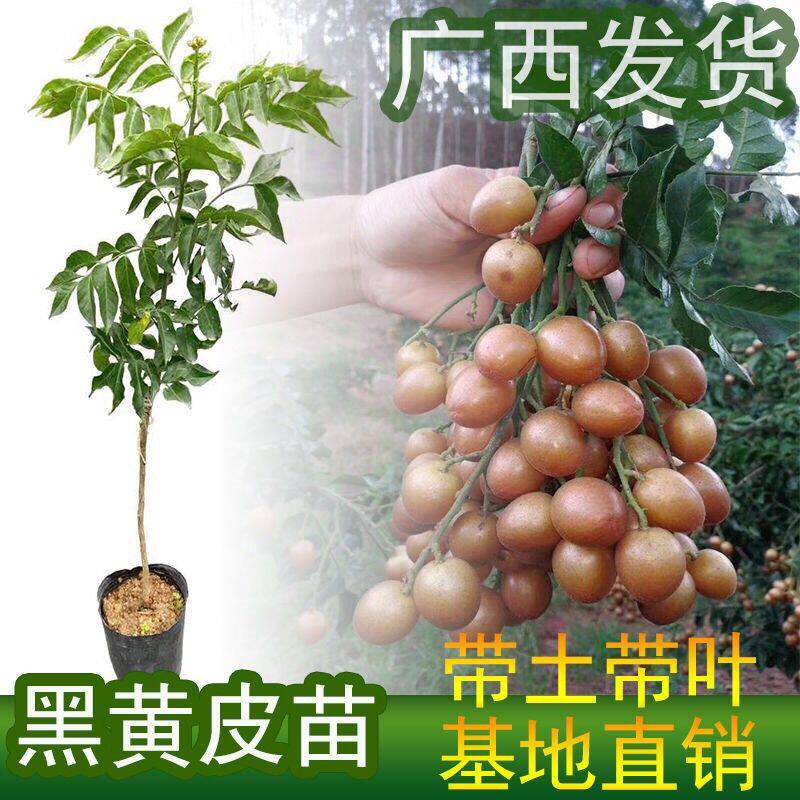 广西黑黄皮苗纯甜嫁接无核黄皮树苗南方种植盆栽地栽新鲜