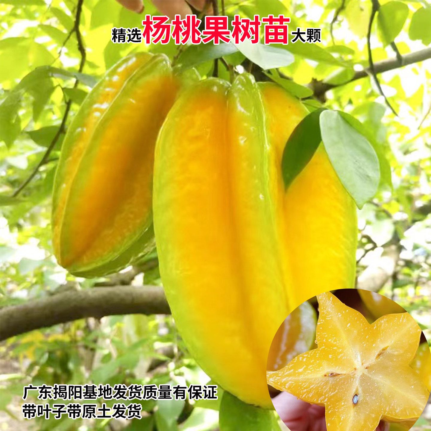 杨桃树苗果树结果四季甜杨桃台湾大果杨桃苗庭院阳台盆栽好养果苗
