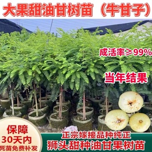 甜油甘树苗嫁接崩坎狮头油柑树苗柿饼油甘余甘果牛甘子苗四季结果