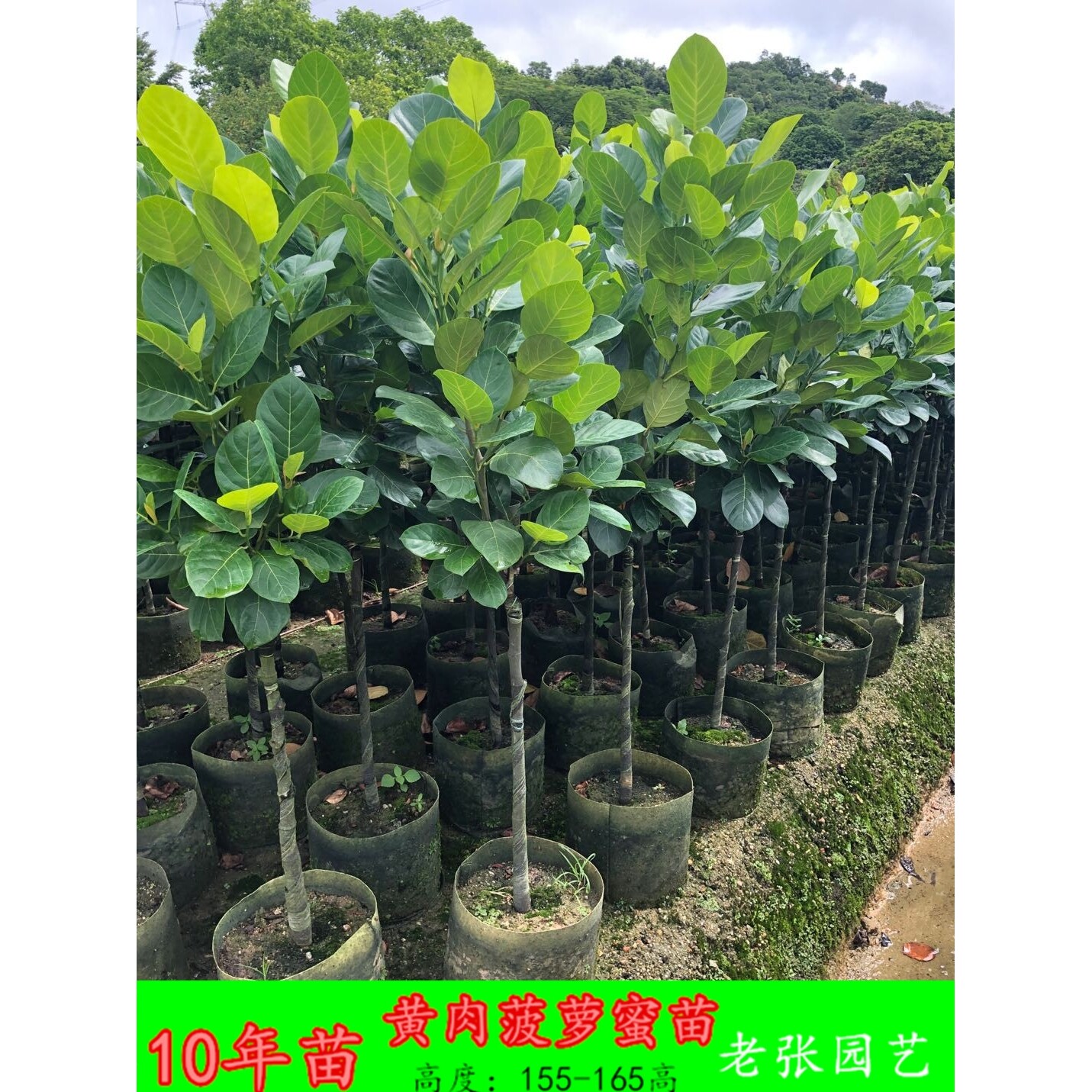 菠萝蜜树苗木菠萝广东南方果树苗带泥干包庭院黄肉海南嫁接苗盆栽