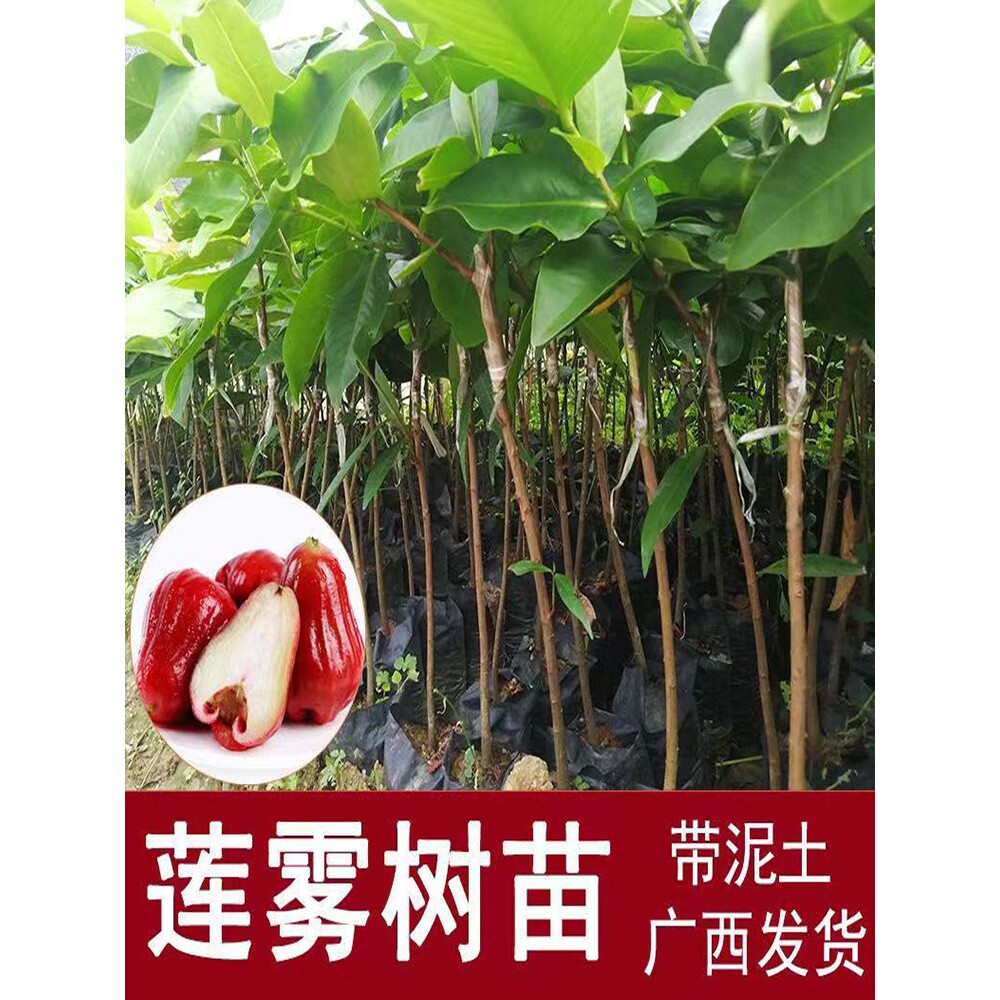 莲雾苗黑金刚大叶红台湾品种当年嫁接南方果树苗庭院地栽开花结果