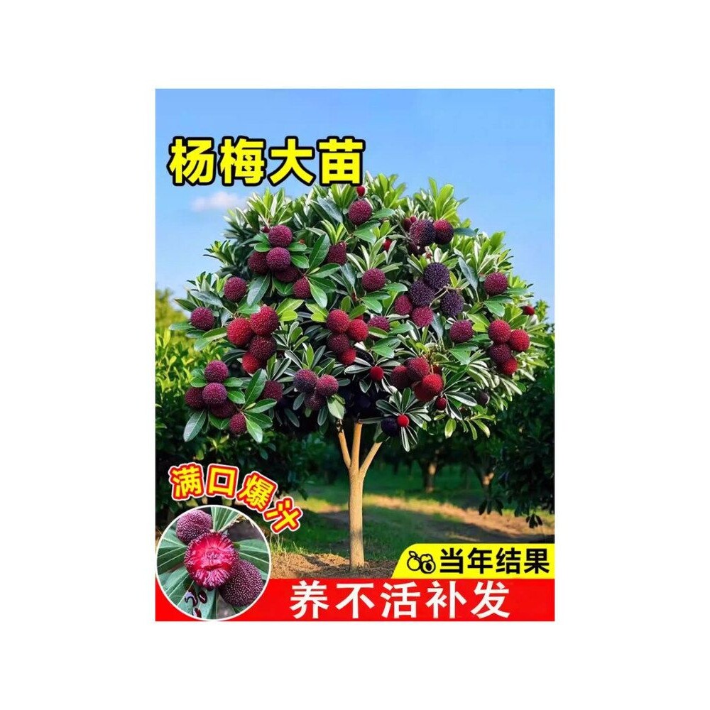 杨梅树树苗带土南方嫁接水晶果树果苗早熟大东槐当年结果