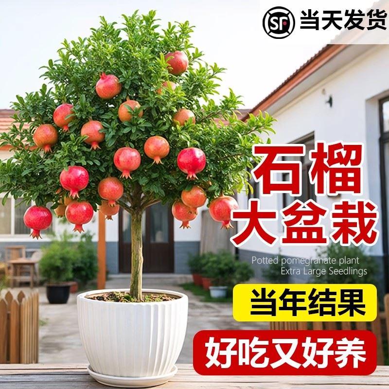番石榴树果苗红心芭乐树苗南方种植庭院盆栽地栽四季果树当年结果