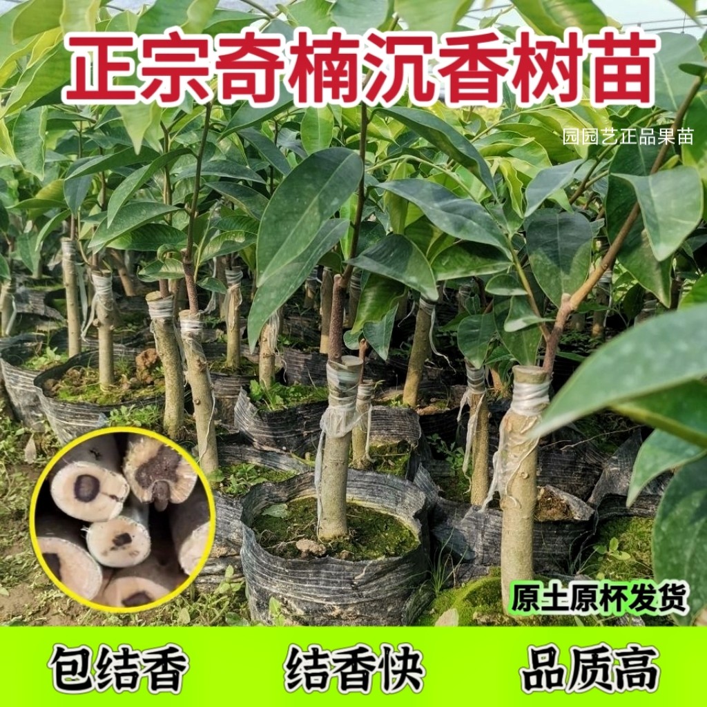 嫁接奇楠生命力强四季可种抗寒结香快正宗名贵树苗奇楠沉香