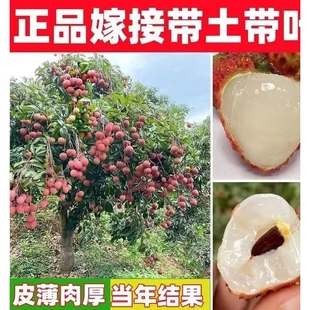 正宗嫁接荔枝苗桂味无核荔妃子笑仙进奉冰荔糯米糍荔枝王白糖罂