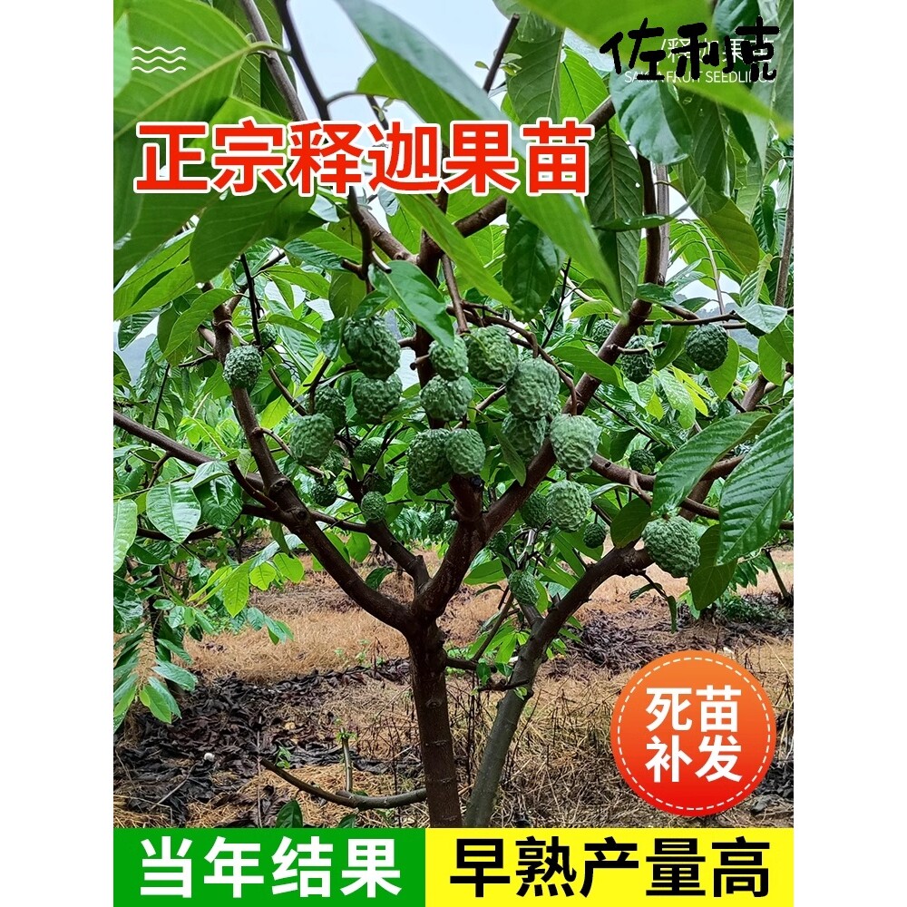 四季水果苗释迦果树苗台湾凤梨释迦果苗当年结果佛陀果番荔枝苗