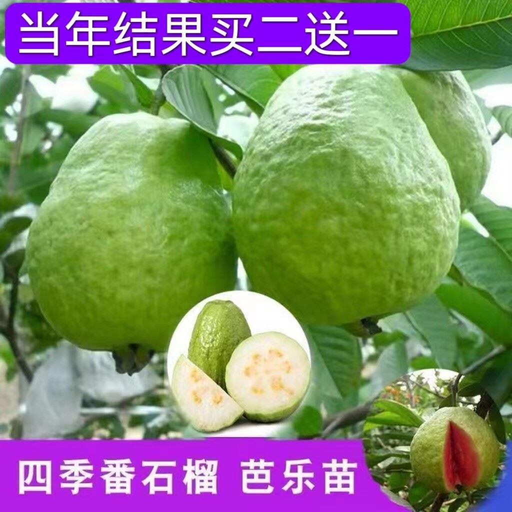 番石榴苗四季珍珠白肉红心芭乐苗无籽红宝石嫁接带杯带叶当年结果