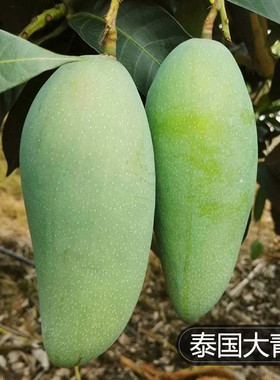 芒果树苗嫁接大青芒四季芒果苗南北方种植大果金煌芒澳芒当年结果