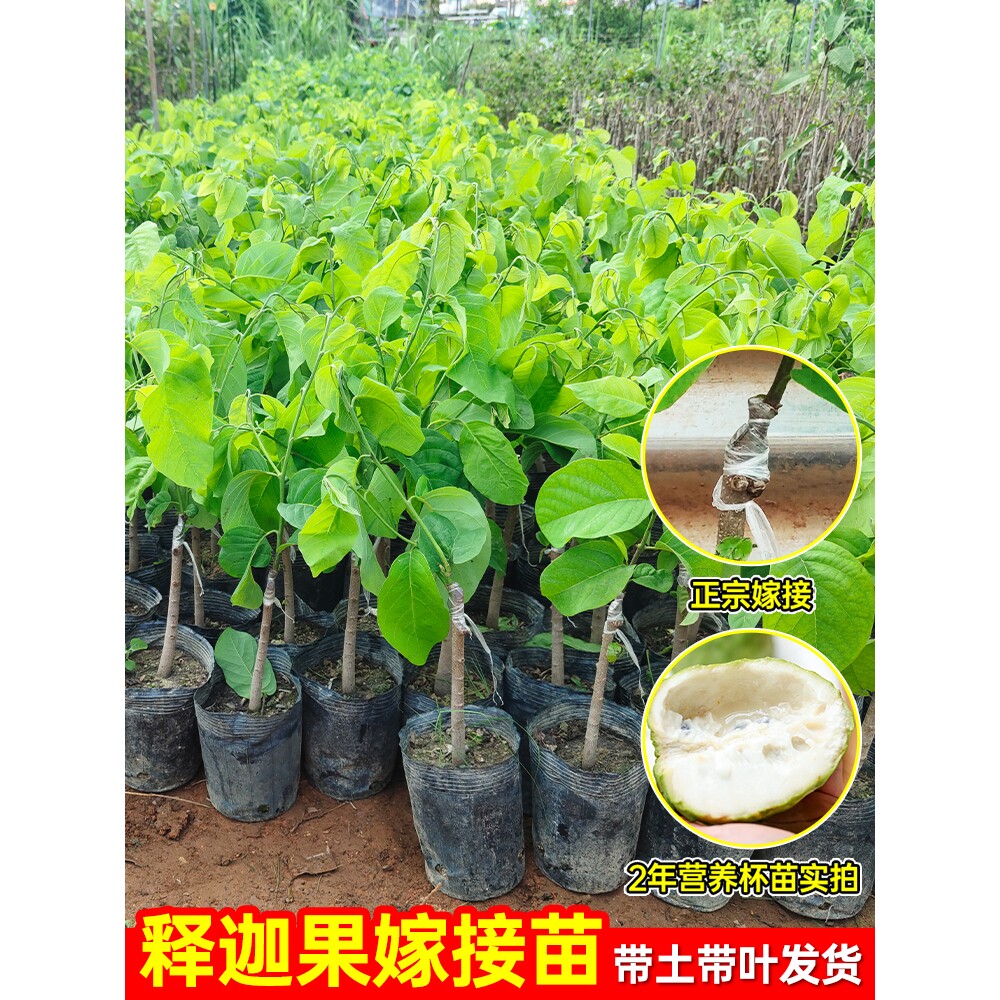 榴莲释迦果树苗嫁接凤梨释迦甜水果苗盆栽牛奶释迦果树苗四季种植