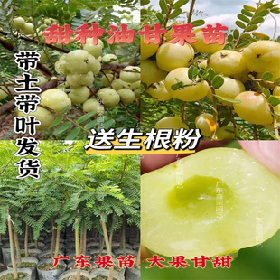 油甘果苗潮汕嫁接崩坎狮头甜种油甘柿饼甜油柑果树苗牛甘果苗红皮