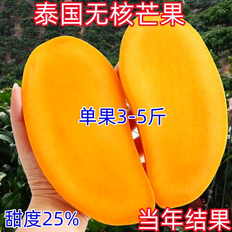新品种泰国无核芒果苗当年结果特大芒果树苗四季种植矮化盆栽地栽