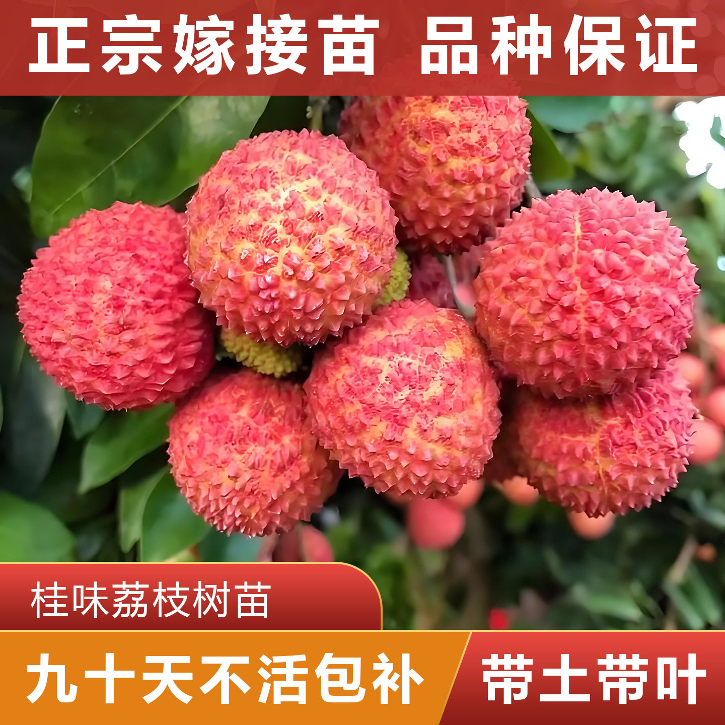 桂味荔枝树苗 正宗嫁接苗 可盘栽地栽 原杯原土带叶发货