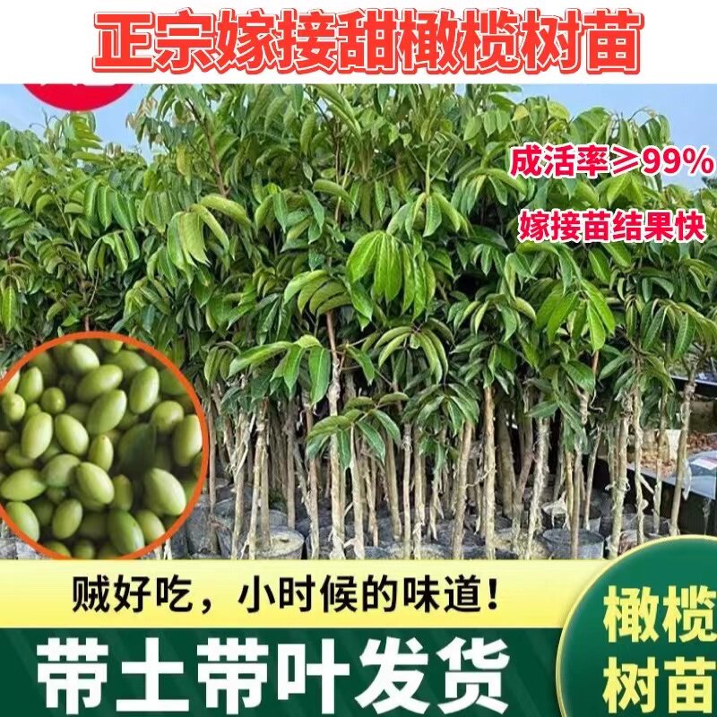 正宗橄榄果树苗嫁接甜橄榄青橄榄乌橄榄纯甜回甘当年结果盆栽地栽